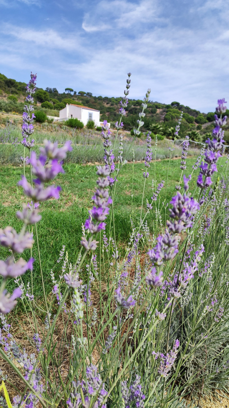 Productor ecológico de lavandas y creador de productos con sinergias naturales de las plantas.
Un viaje a las esencias de las plantas.