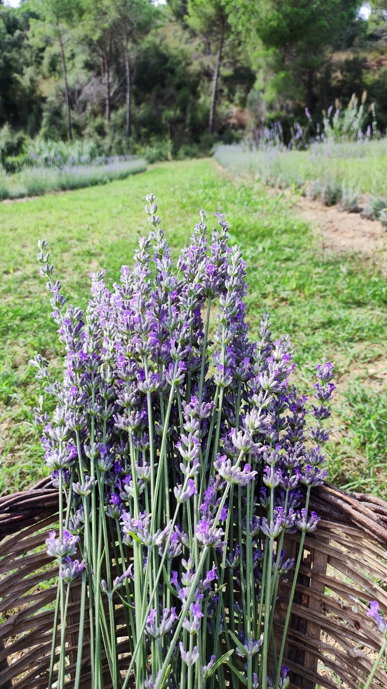 lavandula angustifolia x intermedia lavandin hibrida