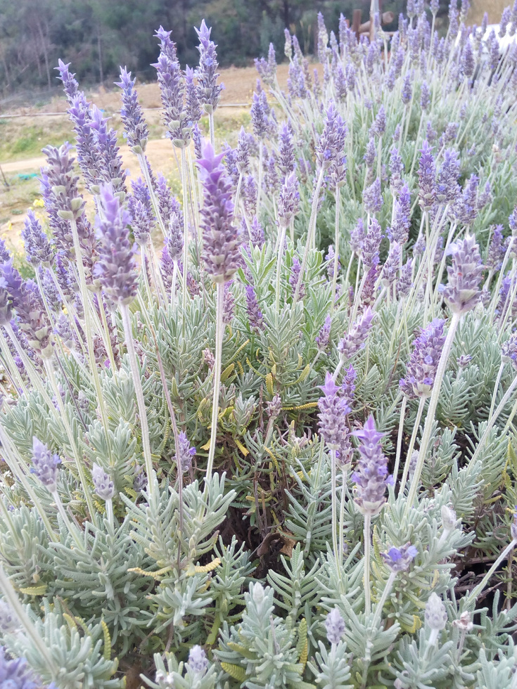 lavandula dentata