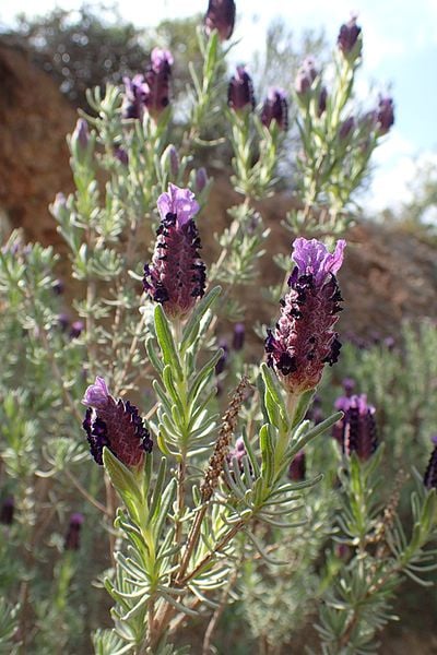 lavandula stoechas