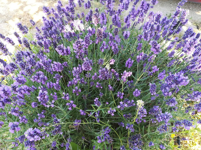 lavandula angustifolia miller