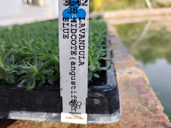 lavandula hidcote blue