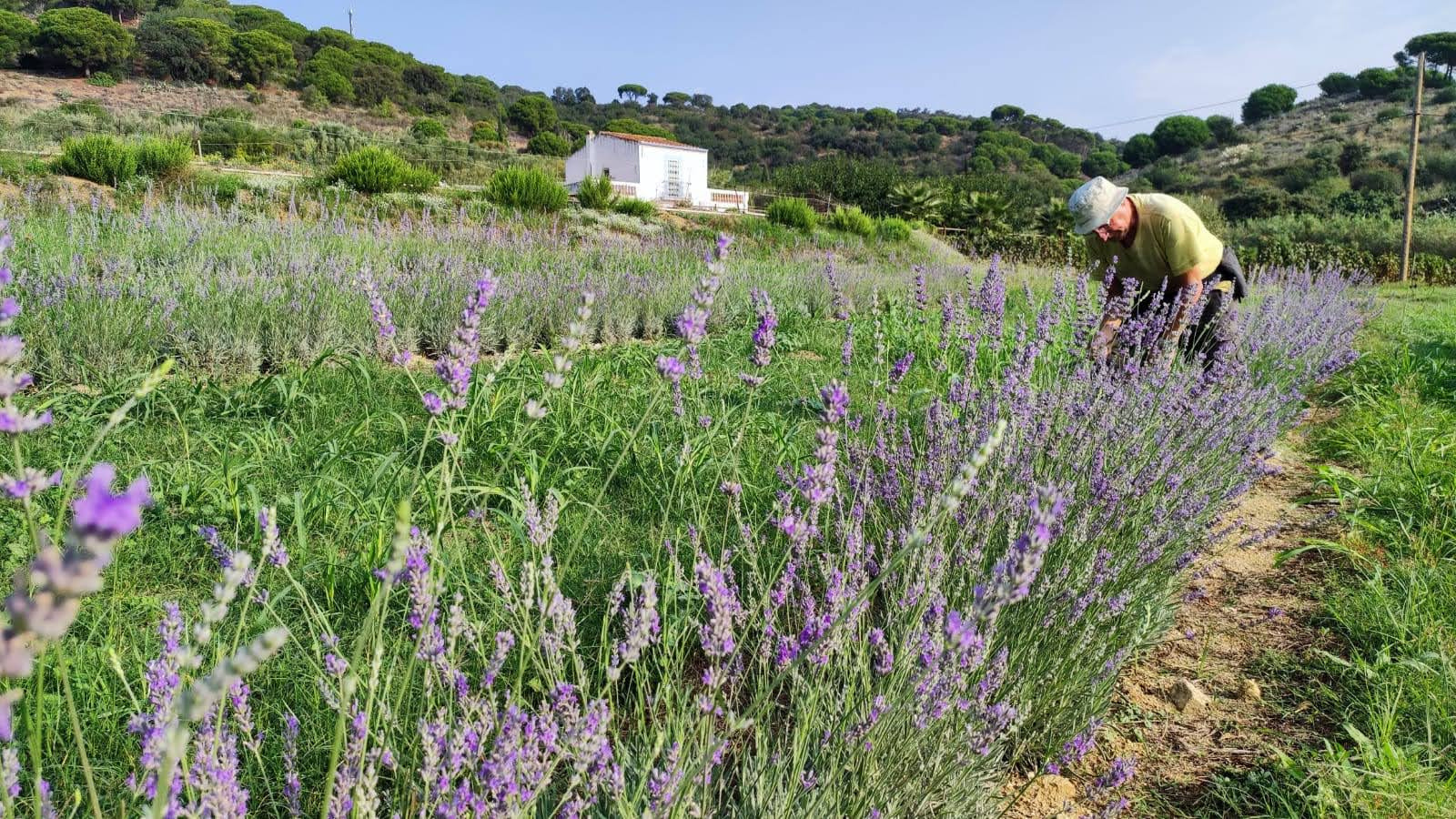 Mas Tuietes Productor ecológico de lavandas y creador de productos con sinergias naturales de las plantas.
Un viaje a las esencias de las plantas.